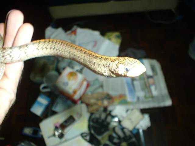 Dinodon's kukri snake 2nd shot